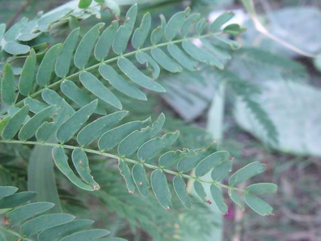 Leucaena leucocephala (Fabaceae)